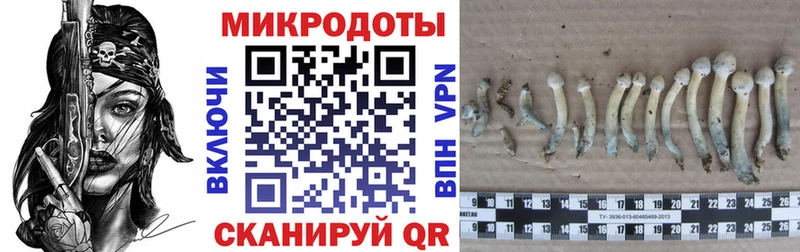 где продают наркотики  Богородск  Псилоцибиновые грибы Cubensis 